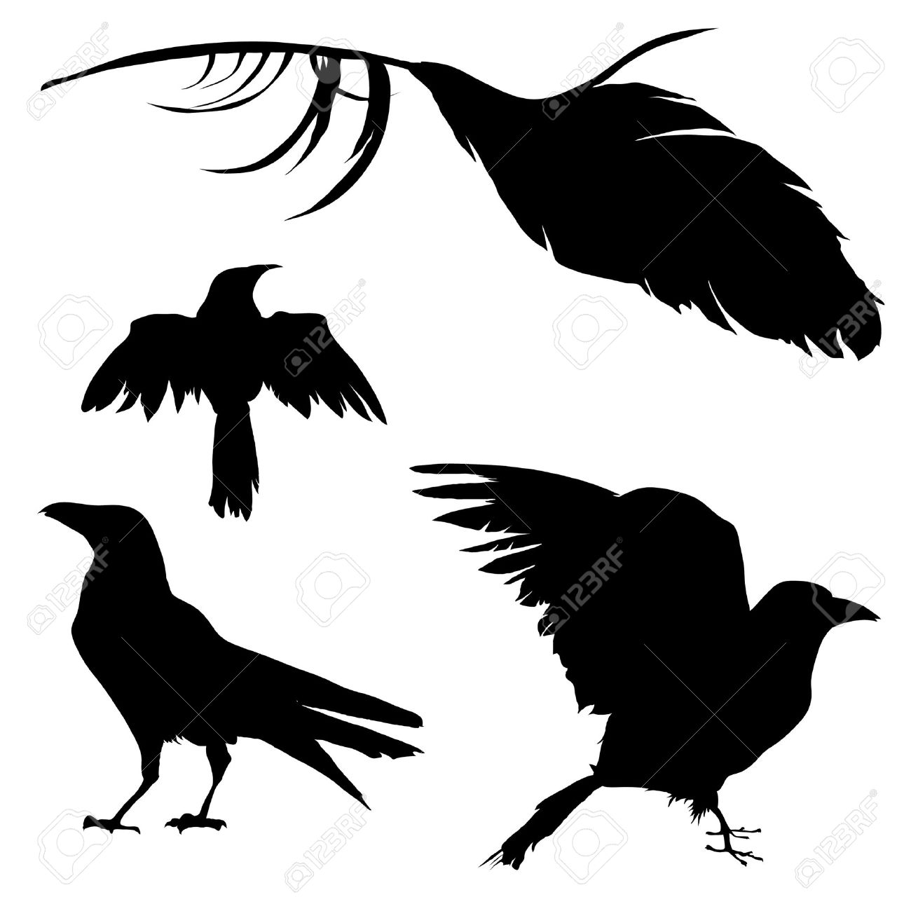 Detail Crow Feather Vector Nomer 48