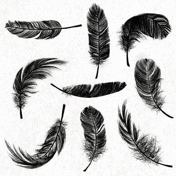 Detail Crow Feather Vector Nomer 50