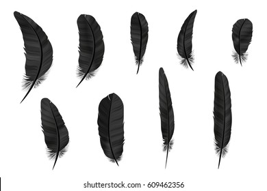 Detail Crow Feather Vector Nomer 8