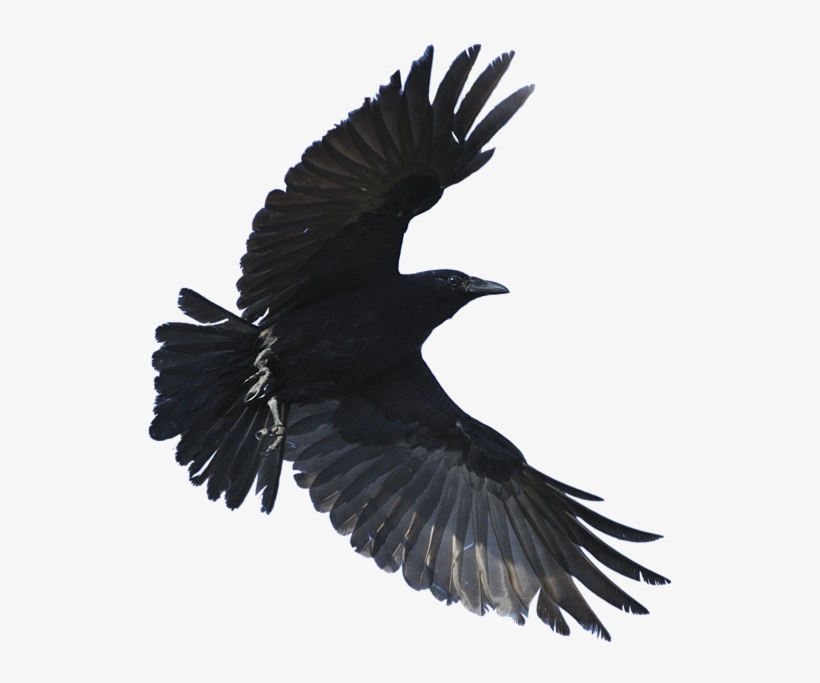 Crow Flying Png - KibrisPDR
