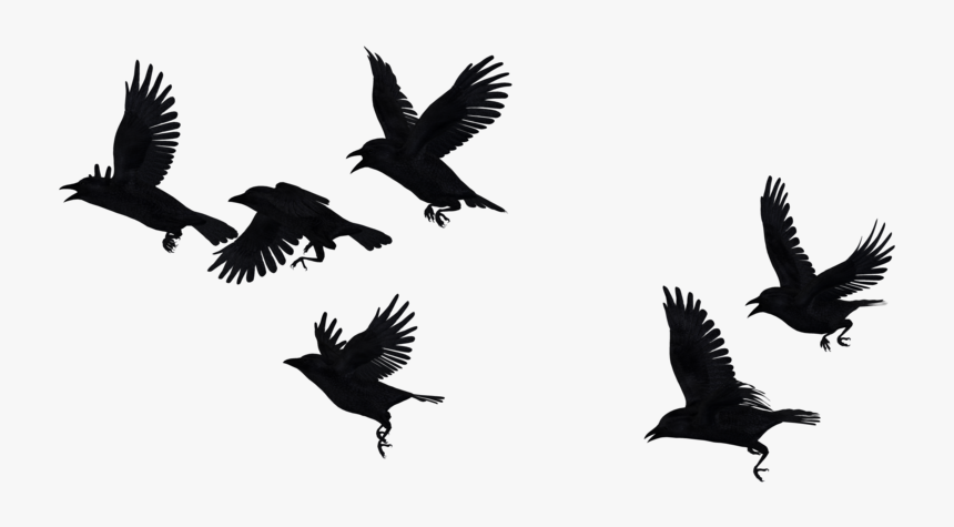 Detail Crow Flying Png Nomer 2