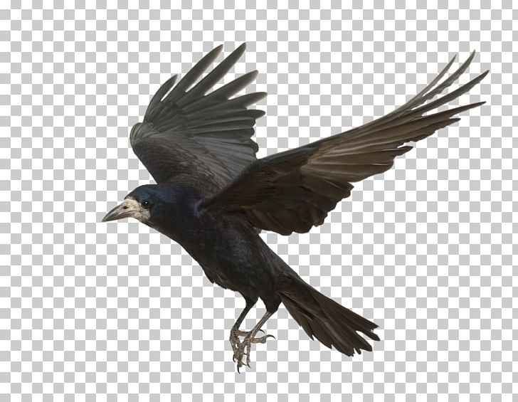 Detail Crow Flying Png Nomer 19