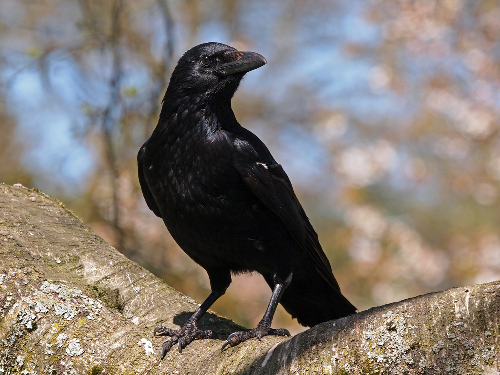 Detail Crow Image Nomer 9
