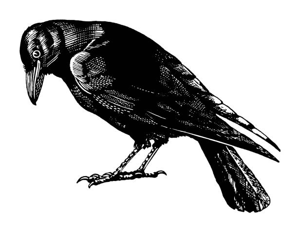 Detail Crow Images Clip Art Nomer 21