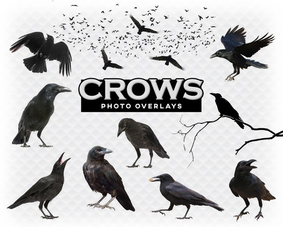 Detail Crow Photoshop Brushes Nomer 46