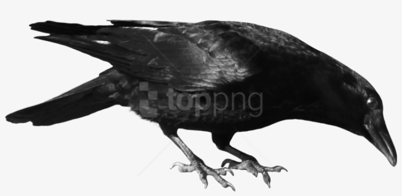 Detail Crow Transparent Nomer 11