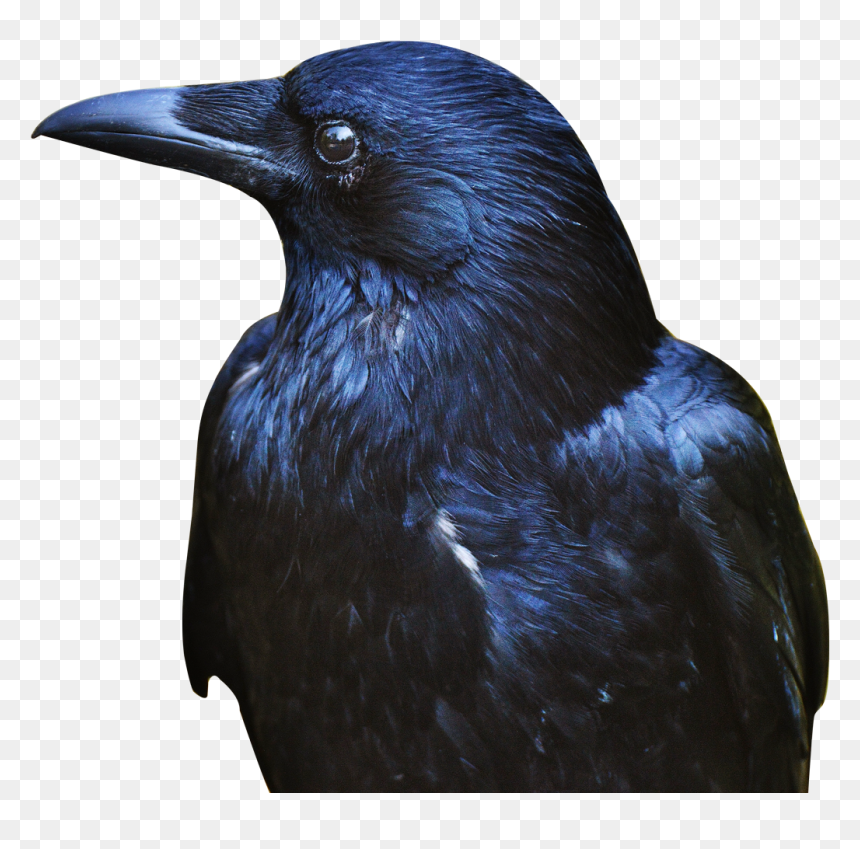 Detail Crow Transparent Nomer 41