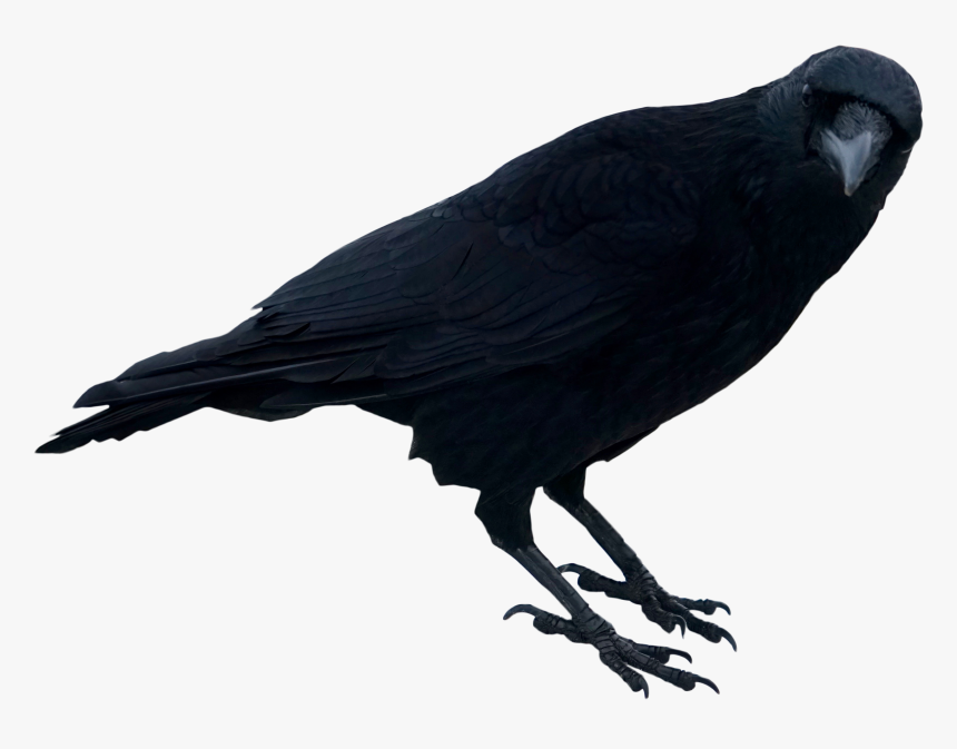 Crow Transparent Background - KibrisPDR