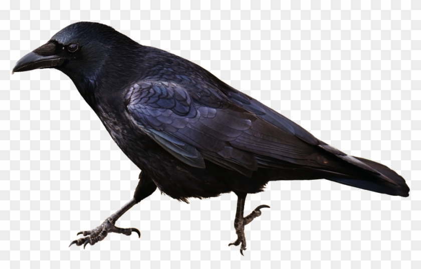 Detail Crow Transparent Background Nomer 9