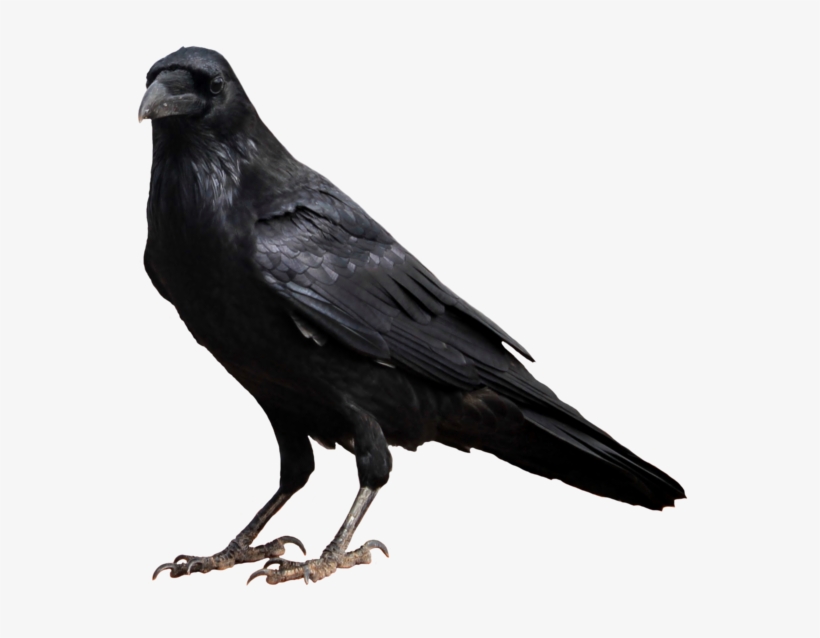 Detail Crow Transparent Background Nomer 10