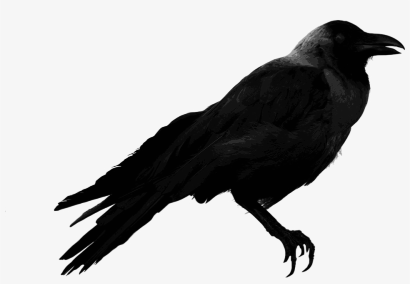 Detail Crow Transparent Background Nomer 14
