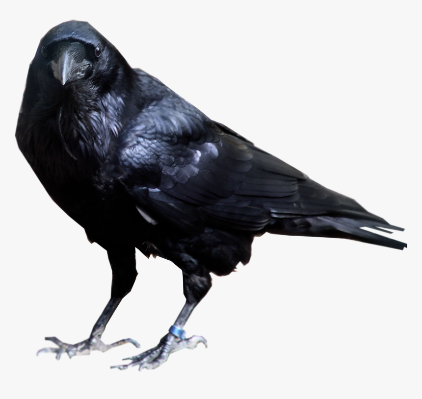 Detail Crow Transparent Background Nomer 17