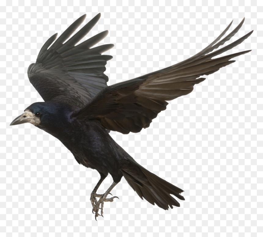Detail Crow Transparent Background Nomer 22
