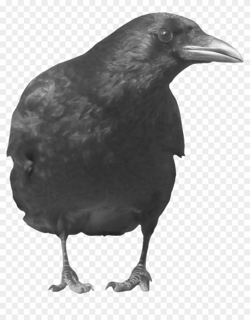 Detail Crow Transparent Background Nomer 23