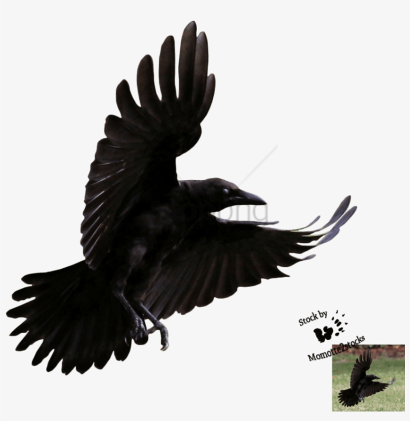 Detail Crow Transparent Background Nomer 24
