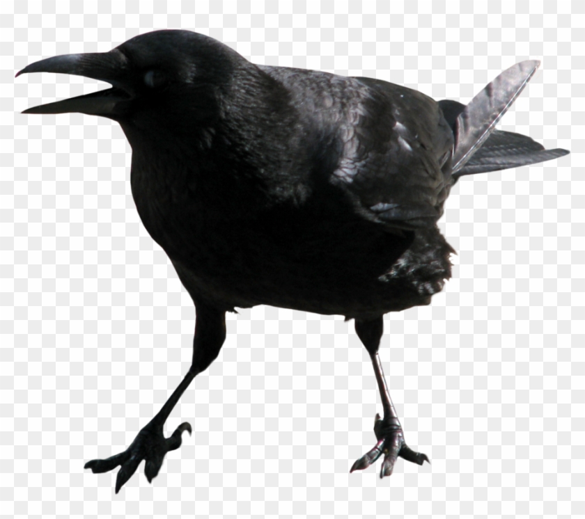 Detail Crow Transparent Background Nomer 25