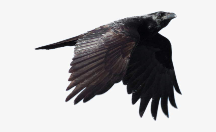 Detail Crow Transparent Background Nomer 34