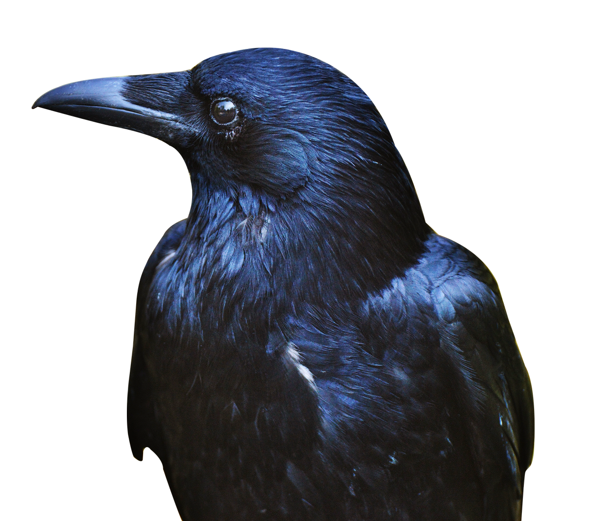 Detail Crow Transparent Background Nomer 35