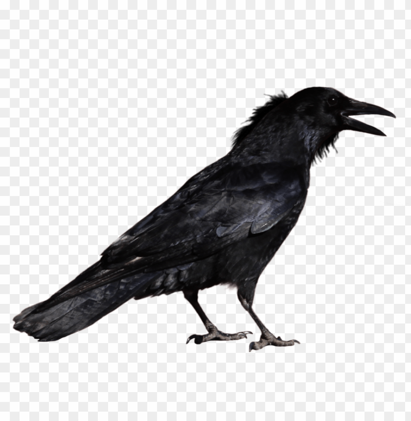 Detail Crow Transparent Background Nomer 4