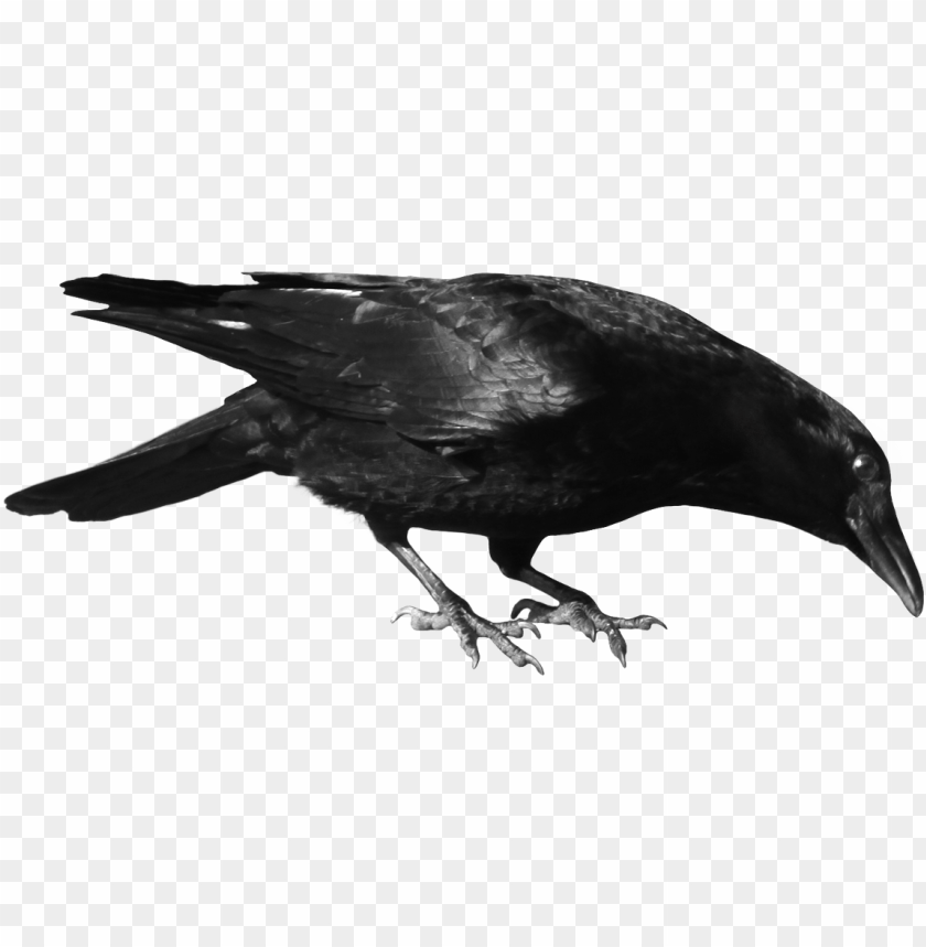 Detail Crow Transparent Background Nomer 37
