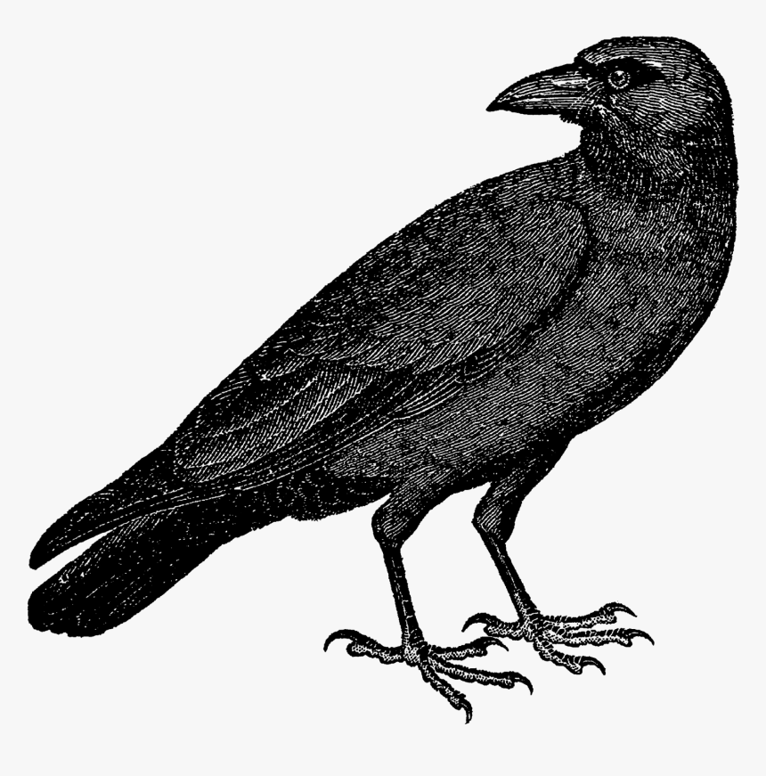 Detail Crow Transparent Background Nomer 39