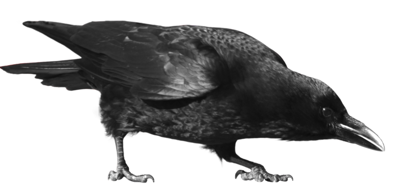 Detail Crow Transparent Background Nomer 42