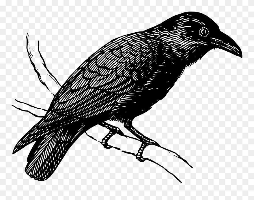 Detail Crow Transparent Background Nomer 45