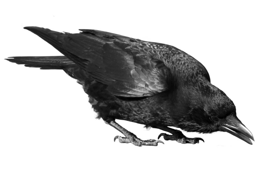 Detail Crow Transparent Background Nomer 50