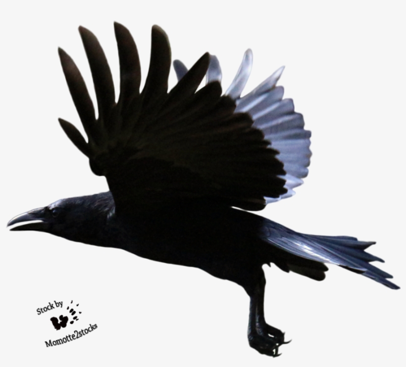 Detail Crow Transparent Background Nomer 51