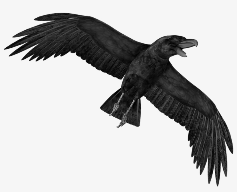 Detail Crow Transparent Background Nomer 53