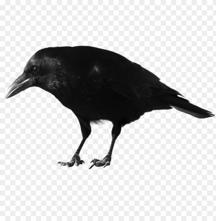 Detail Crow Transparent Background Nomer 6