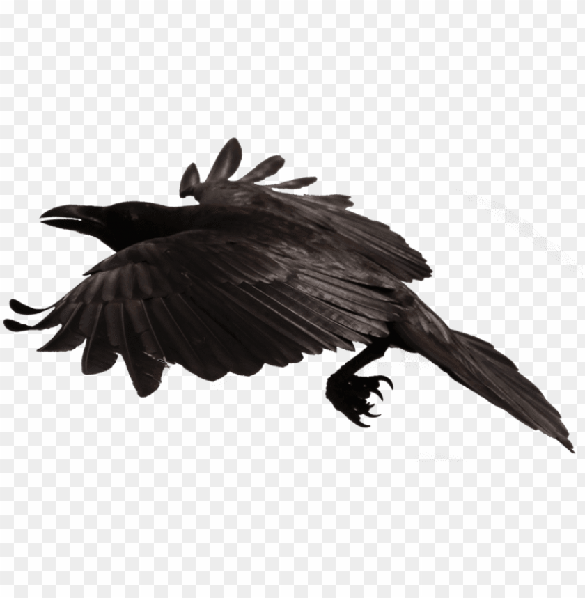 Detail Crow Transparent Background Nomer 7