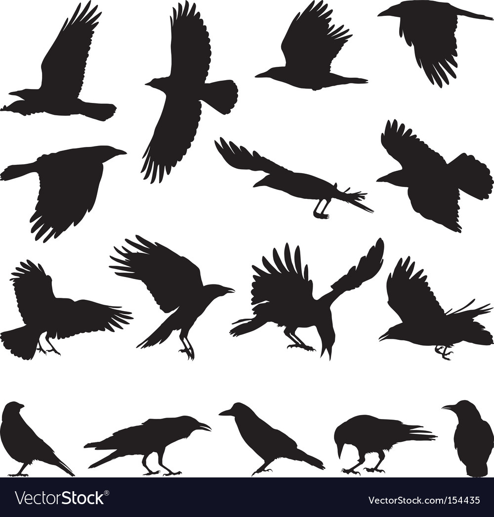 Crow Vector Art - KibrisPDR