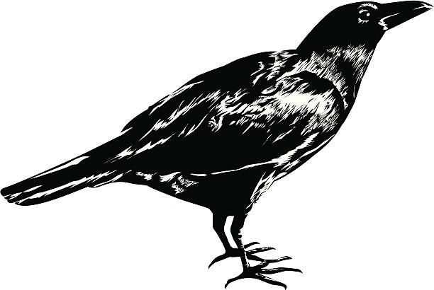Detail Crow Vector Art Nomer 12