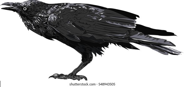 Detail Crow Vector Art Nomer 27