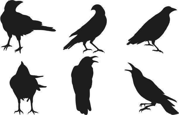 Detail Crow Vector Art Nomer 8