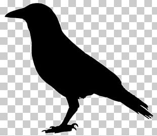 Detail Crow Vector Png Nomer 13