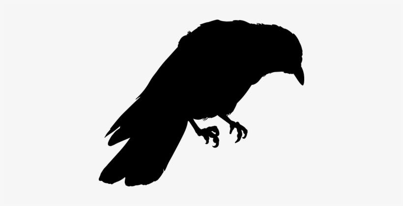 Detail Crow Vector Png Nomer 21