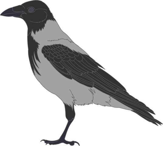 Detail Crow Vector Png Nomer 30