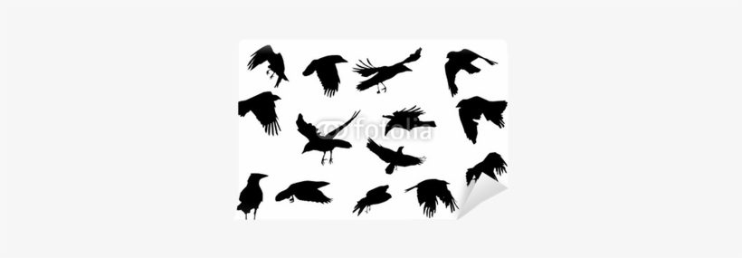 Detail Crow Vector Png Nomer 36