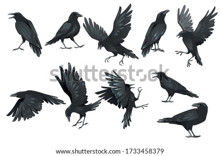 Detail Crow Vector Png Nomer 42