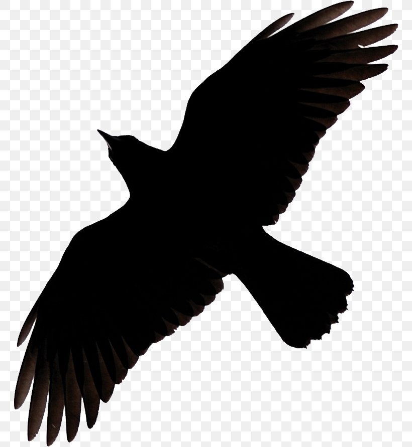 Detail Crow Vector Png Nomer 6