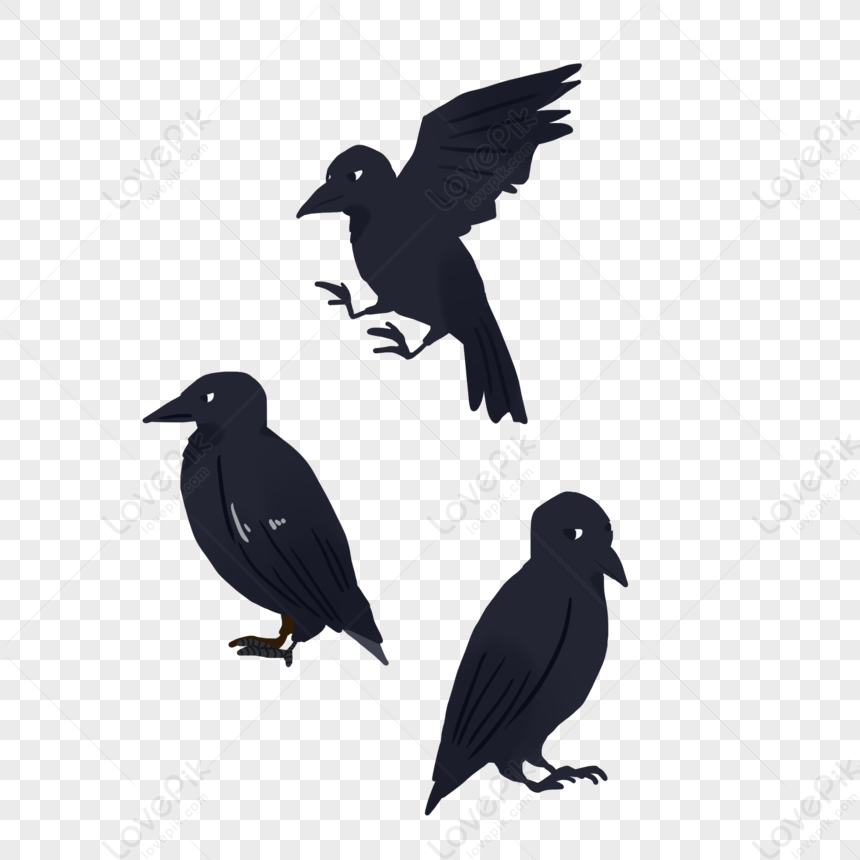 Detail Crow Vector Png Nomer 50