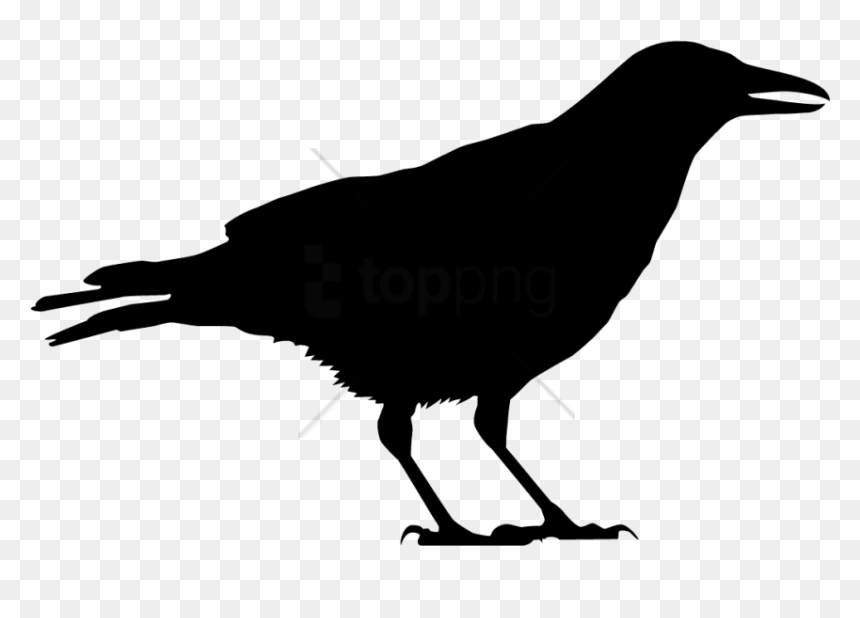 Detail Crow Vector Png Nomer 7