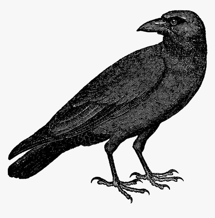 Detail Crow Vector Png Nomer 9