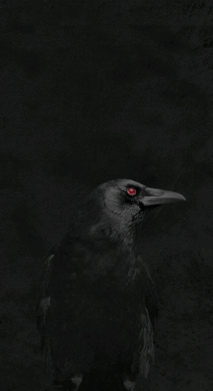 Detail Crow Wallpaper Nomer 19