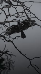 Detail Crow Wallpaper Iphone Nomer 23