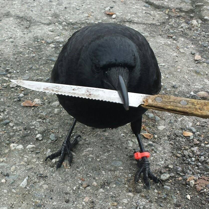 Crow With Knife Meme - KibrisPDR