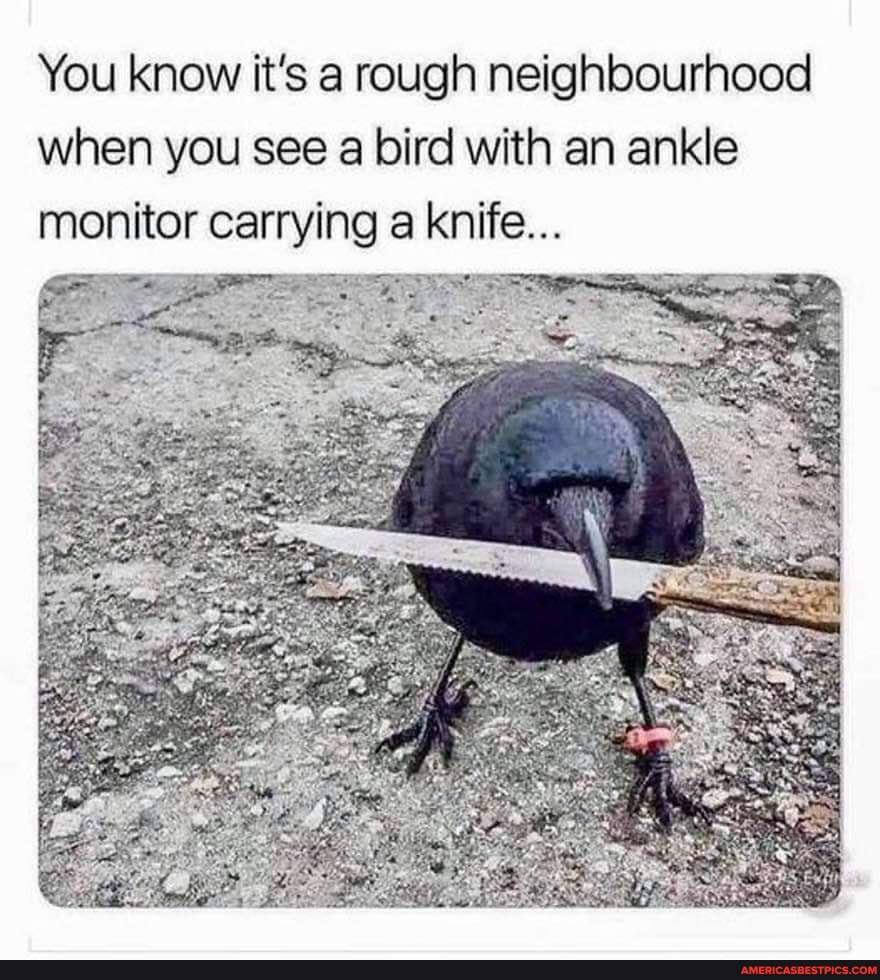 Detail Crow With Knife Meme Nomer 49