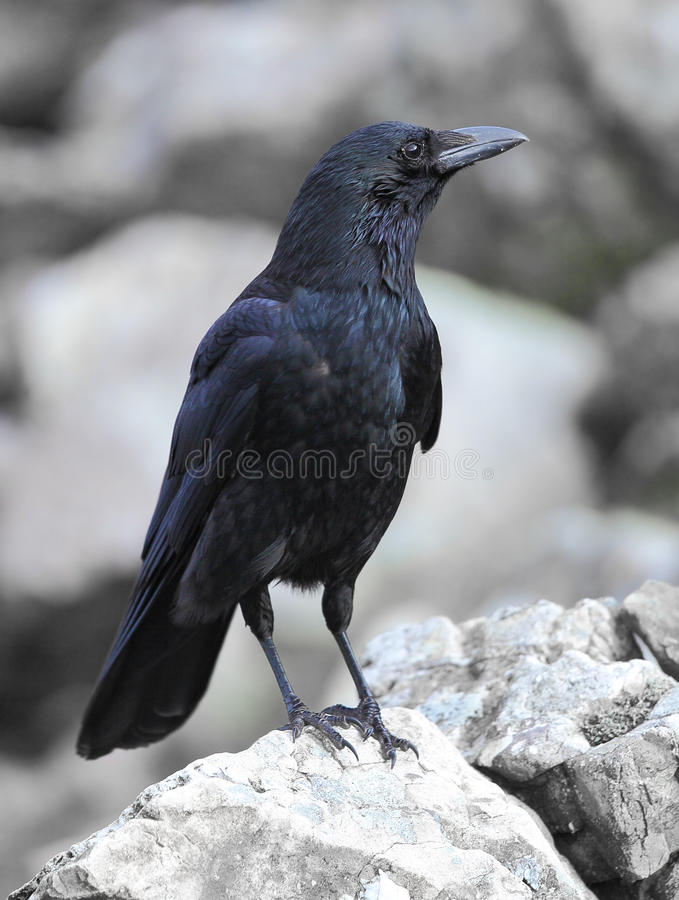 Detail Crows Images Free Nomer 13